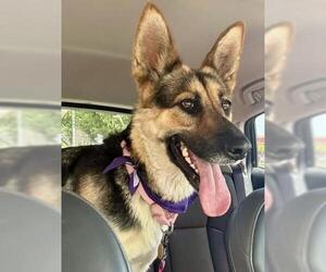 German Shepherd Dog Dogs for adoption in Bakersfield, CA, USA