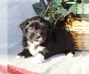 Zuchon Puppy for sale in THORP, WI, USA