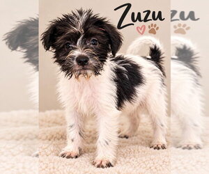 Mutt Dogs for adoption in Grafton, WI, USA
