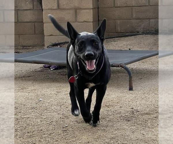 Medium Photo #10 Mutt Puppy For Sale in San Diego, CA, USA