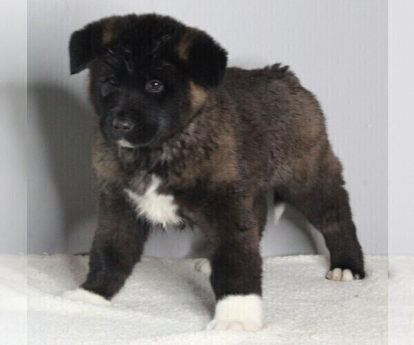 Medium Photo #1 Akita Puppy For Sale in FREDERICKSBURG, OH, USA
