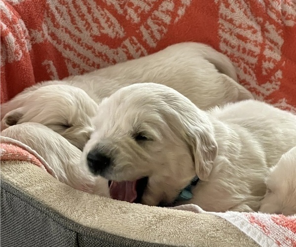 Medium Photo #2 English Cream Golden Retriever Puppy For Sale in PLYMOUTH, CA, USA