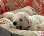 Small #1 English Cream Golden Retriever