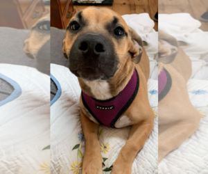 Black Mouth Cur-Dachshund Mix Dogs for adoption in Caribou, ME, USA