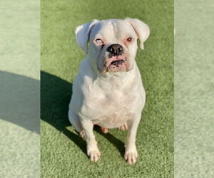 Boxer Dogs for adoption in Austin, TX, USA