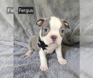 Boston Terrier Puppy for sale in MINERAL WELLS, WV, USA