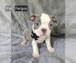 Small Boston Terrier