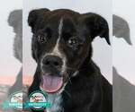 Small Labrador Retriever Mix