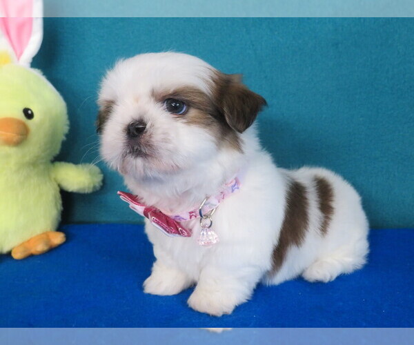 Medium Photo #5 Shih Tzu Puppy For Sale in PHELAN, CA, USA