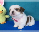 Small Photo #5 Shih Tzu Puppy For Sale in PHELAN, CA, USA