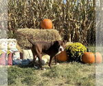Small #2 American Pit Bull Terrier