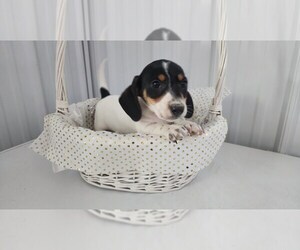 Dachshund Puppy for Sale in GREENWOOD, Wisconsin USA