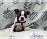 Small Photo #2 Boston Terrier Puppy For Sale in LAKELAND, FL, USA