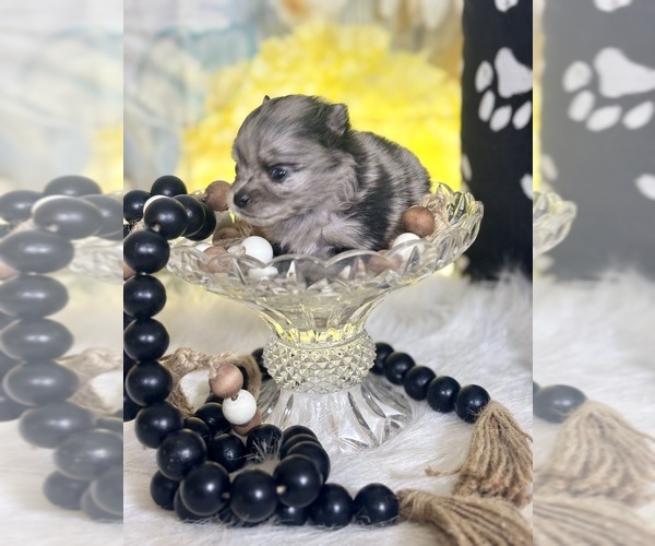 Medium Photo #2 Pomeranian Puppy For Sale in RIPLEY, MS, USA
