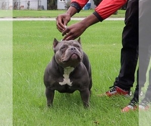 Mother of the American Bully puppies born on 06/15/2022