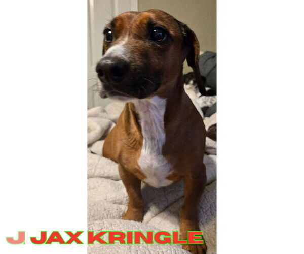 Medium Photo #5 Dachshund-Unknown Mix Puppy For Sale in San Antonio, TX, USA