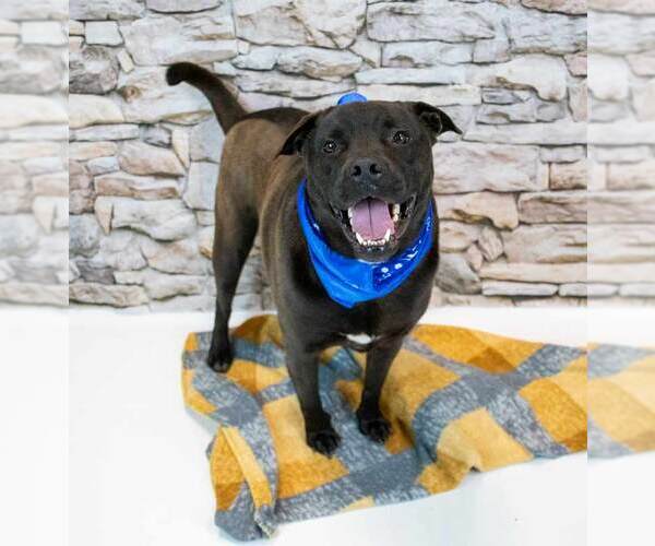 Medium Photo #4 Miniature Bulldog Puppy For Sale in Kennesaw, GA, USA