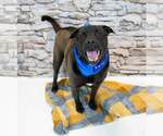 Small #3 Miniature Bulldog