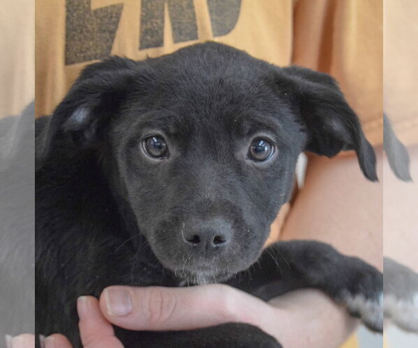 Medium Photo #6 Border Collie-Unknown Mix Puppy For Sale in Huntley, IL, USA