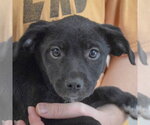 Small #5 Border Collie Mix
