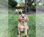 Small #3 Golden Retriever