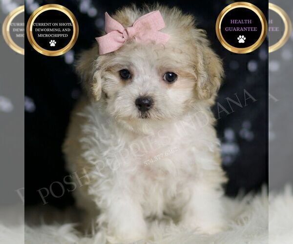 Medium Photo #7 Maltipoo (Miniature) Puppy For Sale in WARSAW, IN, USA