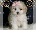 Small Photo #20 Maltipoo (Miniature) Puppy For Sale in WARSAW, IN, USA