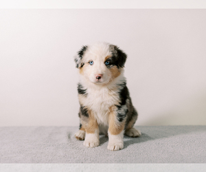 Australian Shepherd Puppy for sale in LA RUE, OH, USA