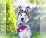 Small #3 Huskies  Mix