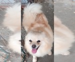 Small Photo #2 Pomeranian Puppy For Sale in CARTHAGE, TX, USA