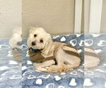 Small #3 Maltipoo (Toy)