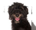 Small Poodle (Toy) Mix