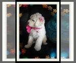 Small Photo #132 Sheepadoodle Puppy For Sale in RIALTO, CA, USA