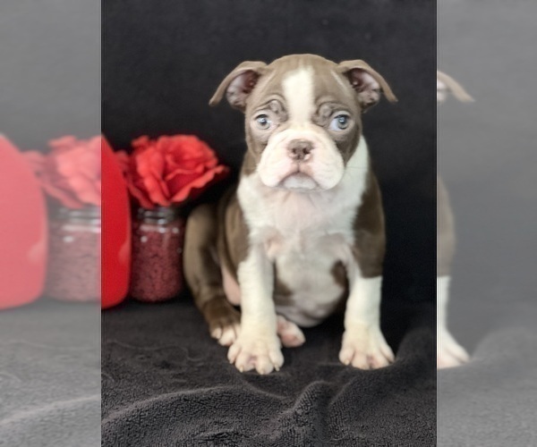 Medium Photo #4 Boston Terrier Puppy For Sale in BEECH GROVE, IN, USA