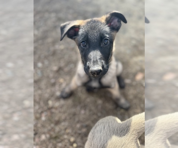 Medium Photo #25 German Malinois Puppy For Sale in GARLAND, NC, USA
