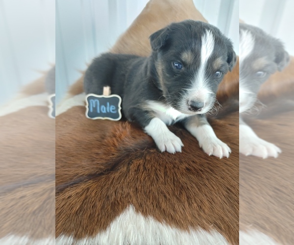 Medium Photo #1 Australian Shepherd Puppy For Sale in TAYLOR, TX, USA