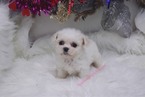 Small Photo #6 Pekingese-Poodle (Toy) Mix Puppy For Sale in LAS VEGAS, NV, USA