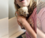 Small #7 Golden Retriever