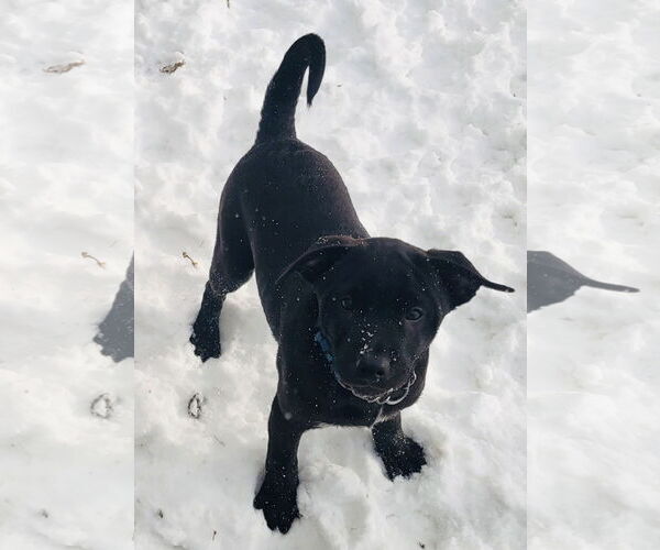 Medium Photo #16 American Pit Bull Terrier-Unknown Mix Puppy For Sale in Germantown, OH, USA