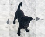 Small #15 American Pit Bull Terrier Mix