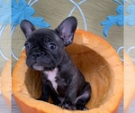 Small Photo #12 French Bulldog Puppy For Sale in ROYAL PALM BEACH, FL, USA