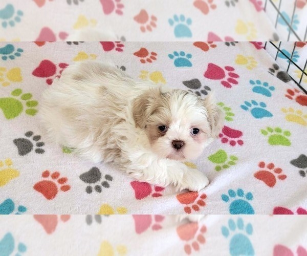 Medium Photo #2 Shih Tzu Puppy For Sale in ORO VALLEY, AZ, USA
