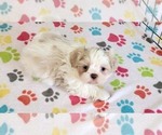 Small #1 Shih Tzu