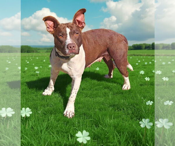 Medium Photo #3 Mutt Puppy For Sale in Talladega, AL, USA