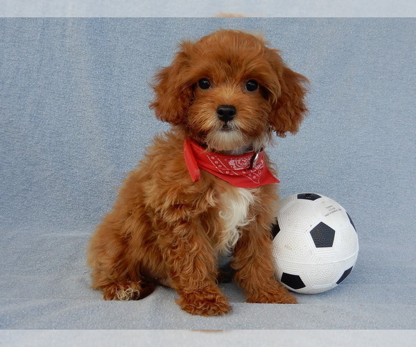 Medium Photo #3 Cavapoo Puppy For Sale in MILLERSBURG, OH, USA