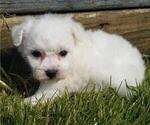 Small Photo #3 Bichon Frise Puppy For Sale in TORONTO, OH, USA