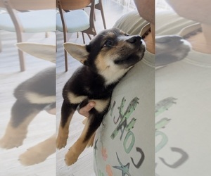 Shiba Inu Puppy for sale in LOS ANGELES, CA, USA