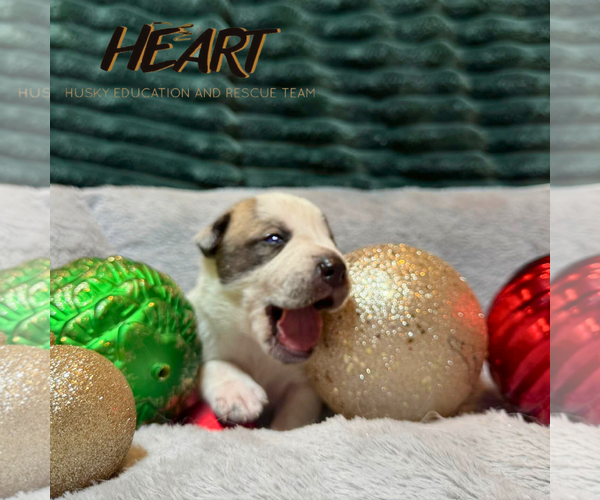 Medium Photo #2 Siberian Husky-Unknown Mix Puppy For Sale in Severn, MD, USA