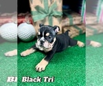 Puppy Black tri English Bulldog