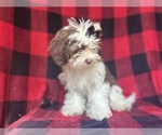 Small #11 ShihPoo
